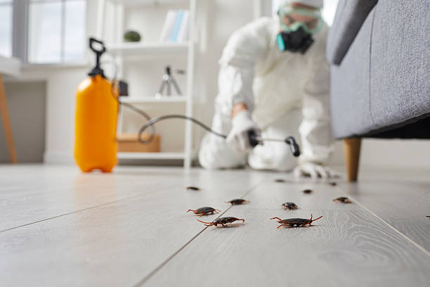 Commercial Rodent Management in Mammoth Lakes